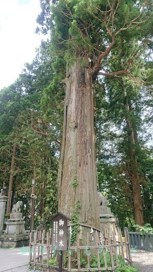 戸隠中社の御神木は樹齢７００年以上