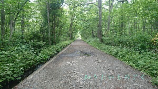 戸隠奥社の参道