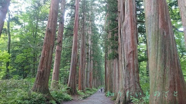 戸隠奥社の樹齢４００年を超える巨木の杉並木