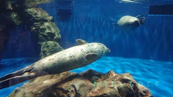 アザラシ万華鏡水槽のゴマフアザラシ