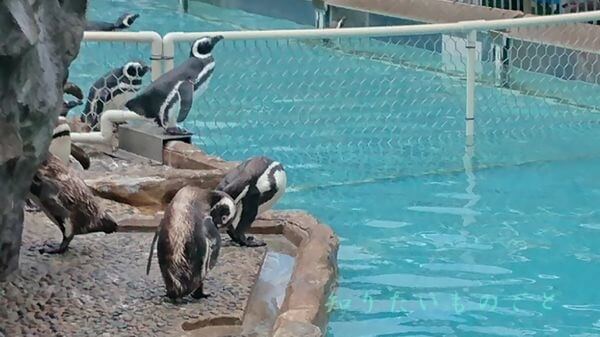 ペンギンプールのマゼランペンギン達