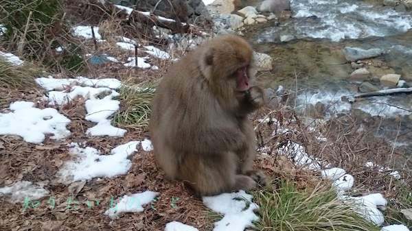 地獄谷野猿公苑のサル