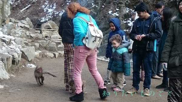 地獄谷野猿公苑の外国人観光客と猿