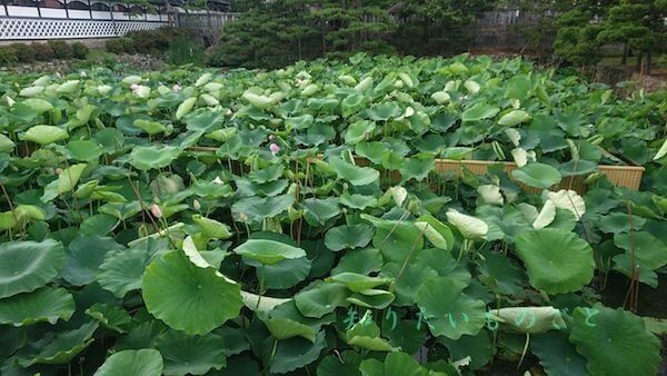 善光寺大歓進前の大賀蓮の花