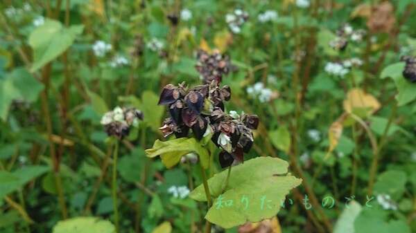 戸隠で栽培される「そばの実」