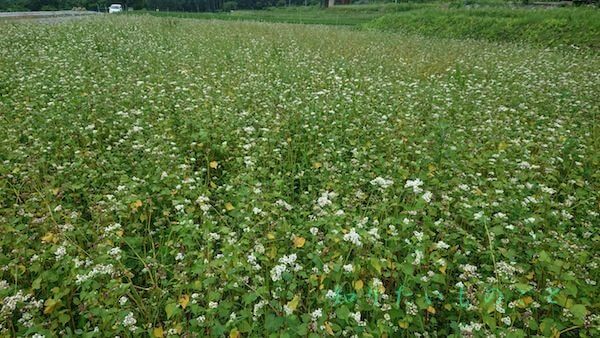 長野県戸隠の蕎麦畑