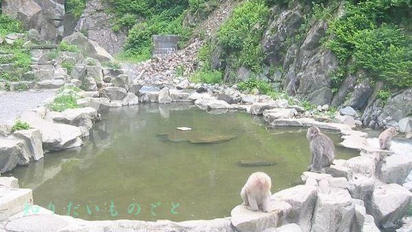 温泉に入る野生猿の地獄谷野猿公苑