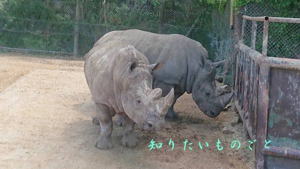 群馬サファリパークのシロサイ