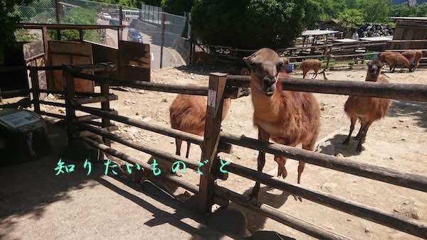 群馬サファリパークのラマに餌やり