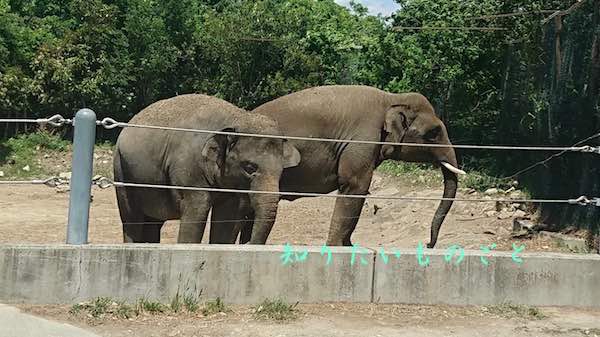 群馬サファリパークのスマトラゾウ（アジアゾウ）