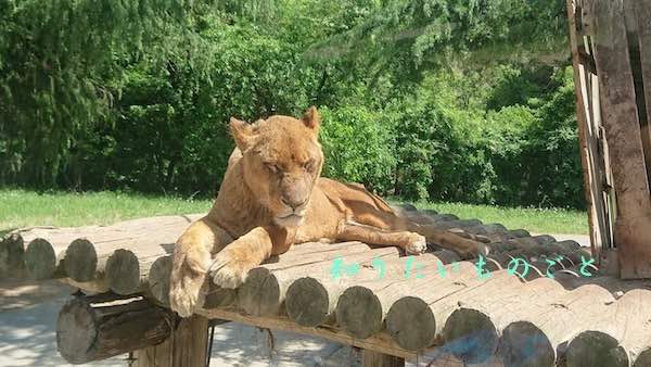 群馬サファリパークのメスライオン